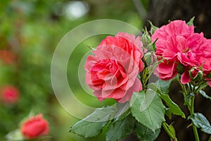 Beautiful pink roses against background of blurred garden greenery. Lyric motif for design