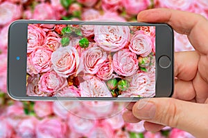 Beautiful  pink roses background. Smartphone in hand.