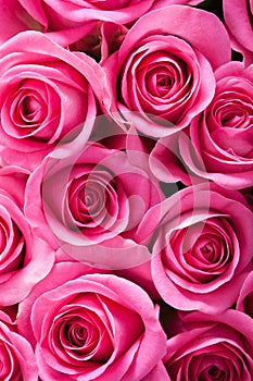 Beautiful pink roses background