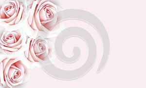 Beautiful pink roses background for Valentine`s day.