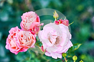 Beautiful pink roses blooming in garden close up, selective focus. Closeup buds of roses on background of greenery