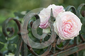 Beautiful pink roses blooming on a garden fence