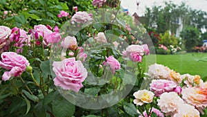 Beautiful pink roses blooming in summer garden. Fresh flowers in blossom growing on lawn