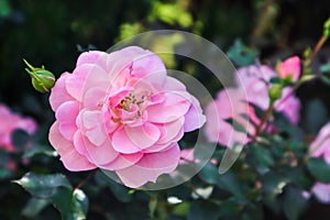 Beautiful pink roses Bonica in the garden. Perfect for background of greeting cards for birthday and Mother`s Day