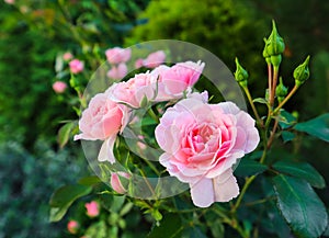 Beautiful pink roses Bonica in the garden. Perfect for background of greeting cards for birthday, Valentine`s Day and Mother`s Day