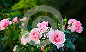 Beautiful pink roses Bonica in the garden. Perfect for background of greeting cards for birthday, Valentine`s Day and Mother`s Day