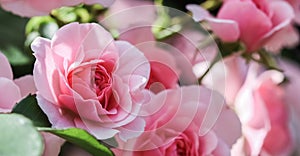 Beautiful pink roses Bonica in the garden. Perfect for background of greeting cards for birthday, Valentine`s Day and Mother`s D