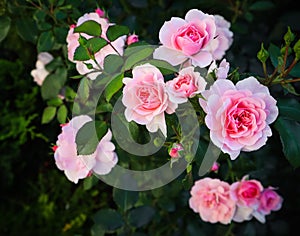 Beautiful pink roses Bonica in the garden. Perfect for background of greeting cards for birthday, Valentine`s Day and Mother`s Day