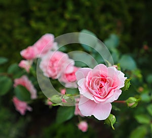 Beautiful pink roses Bonica in the garden. Perfect for background of greeting cards for birthday, Valentine`s Day and Mother`s Day