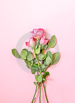 Beautiful pink roses bouquet on soft background