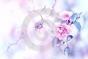 Beautiful pink roses and butterflies in the snow and frost on a blue and pink background. Snowing. Artistic winter natural image.