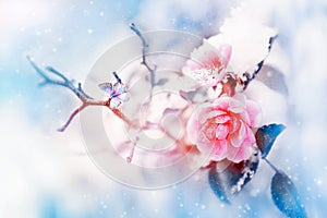 Beautiful pink roses and butterfly in the snow and frost on a blue and pink background. Snowing. Artistic winter natural image. photo