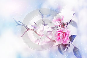 Beautiful pink roses and butterfly in the snow and frost on a blue and pink background. Snowing. Artistic winter natural image. Se