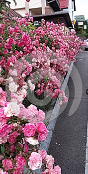 Beautiful pink roses climbing over an old fence. Hedges in form of bushes of flowering garden rose along the  fence on street,