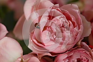 Beautiful pink roses close-up with a small bug on the petal.