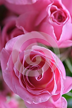 Beautiful pink roses close up, valentine's day background.