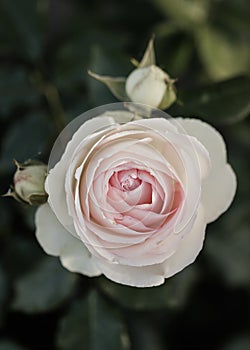 Beautiful pink roses of the Eden Rose variety Pierre de Ronsard - close-up, macro shot. Selective focus.