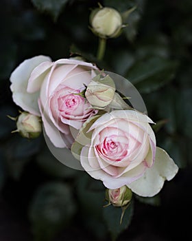 Beautiful pink roses of the Eden Rose variety Pierre de Ronsard - close-up, macro shot. Selective focus.