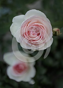 Beautiful pink roses of the Eden Rose variety Pierre de Ronsard - close-up, macro shot. Selective focus.