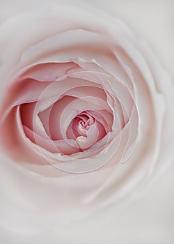 Beautiful pink roses of the Eden Rose variety Pierre de Ronsard - close-up, macro shot. Selective focus.