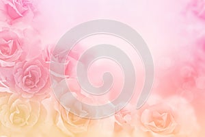 Beautiful pink roses flower border on soft background for valentine
