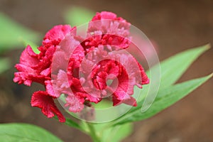 Beautiful pink roses flower border on soft background for valentine