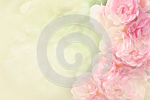 Beautiful pink roses flower border soft background for valentine