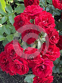 Beautiful pink roses in a flower garden