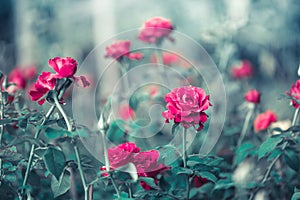Beautiful pink roses flowers,Blossoming of roses flowers and green leaf in garden,Nature rose background in vintage tone.
