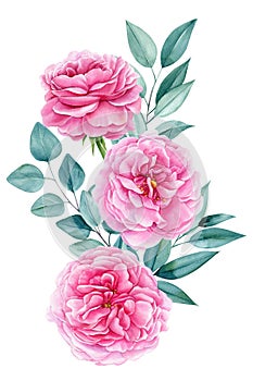 Beautiful pink roses flowers isolated on white background. Hand-drawn in watercolor, a bouquet of delicate flowers