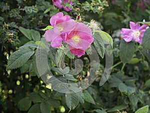 French rose, Rosa gallica, blooming with pink flowers, old European cultivar, close up, copy space photo