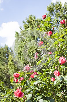 Beautiful pink roses