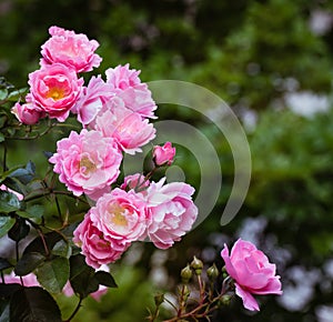 Beautiful Pink Roses in a Garden on Green Bokeh Background. Copy space. Romance