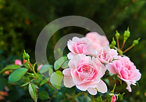 Beautiful pink roses in the garden. Perfect for background of greeting cards for birthday, Valentine`s Day and Mother`s Day