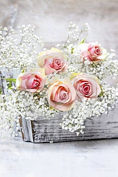 Beautiful pink roses and Gypsophila (Baby's-breath flowers)