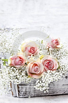 Beautiful pink roses and Gypsophila (Baby's-breath flowers)