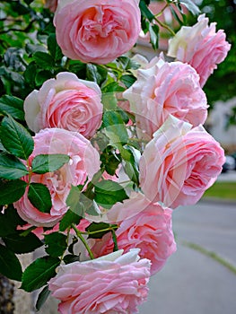 Beautiful pink roses hanging from a courtyard street, Hainburg, Austria