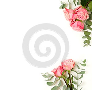 Beautiful pink roses isolated on white background top view,
