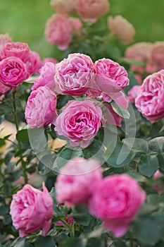 Beautiful pink roses La Nina in a garden photo