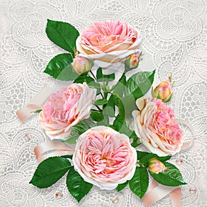 Beautiful pink roses on a lace vintage background
