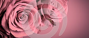 Beautiful pink roses on old pink background with dark vignette frame. Romantic floral banner.