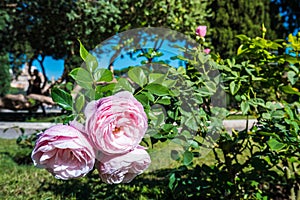 Beautiful Pink Roses Peonies Blooming in the Sun in a Green Leaves Garden with Trees