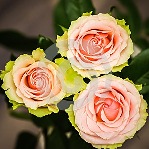 Beautiful pink roses. Perfect for background greeting card and invitations of the wedding, birthday, Valentine`s Day, Mother`s Day