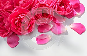 Beautiful pink roses and petals on white background. Ideal for greeting cards for wedding, birthday, Valentine`s Day, Mother`s Day