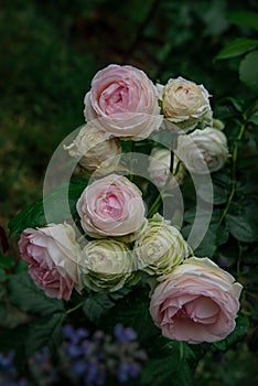 Beautiful pink roses Pierre de Ronsard