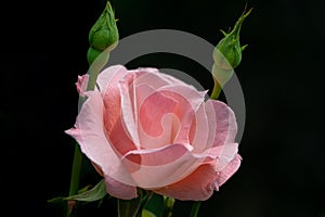 Beautiful pink roses Queen Elizabeth with two buds in natural sunlight on dark green background
