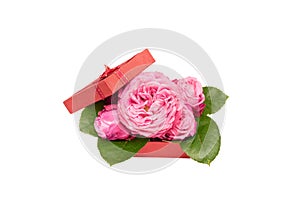Beautiful pink roses in red gift box isolated on white background. Mother's day gift box with beautiful pink roses.