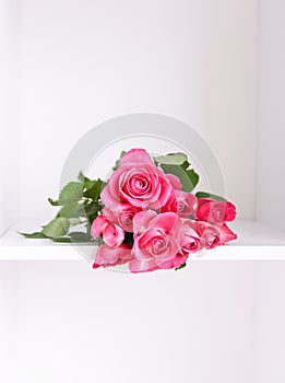 Beautiful pink roses on a soft background