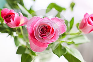 Beautiful pink roses on a soft background