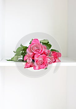 Beautiful pink roses on a soft background